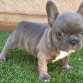 Cachorros de Bulldog Francés
Tenemos una hembra y un macho disponibles para adopción, con sus vacunas al día. Son muy amigables y juguetones. Contáctanos para más detalles.

maximsmidt9@gmail.com
